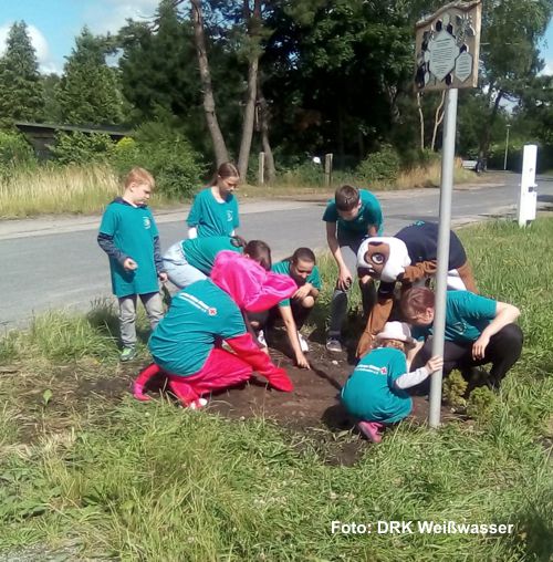 Einbringen der Samenbomben Foto: DRK Weißwasser